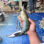 সারং চিংড়ি