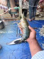 সারং চিংড়ি