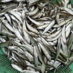 চেলা মাছ