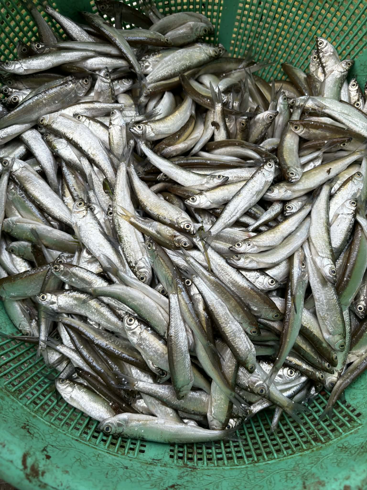 abc5e826-645f-4ef0-b12e-2b9f2c817c1a চেলা মাছ - Image 1