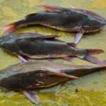 রিঠা মাছ