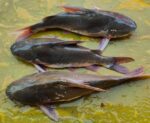 রিঠা মাছ - Image 2