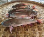 রিঠা মাছ - Image 3