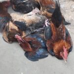 দেশী মোরগ