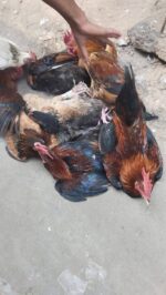 দেশী মোরগ