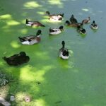 দেশী হাঁস