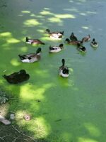 দেশী হাঁস