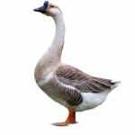 রাজাঁ হাস